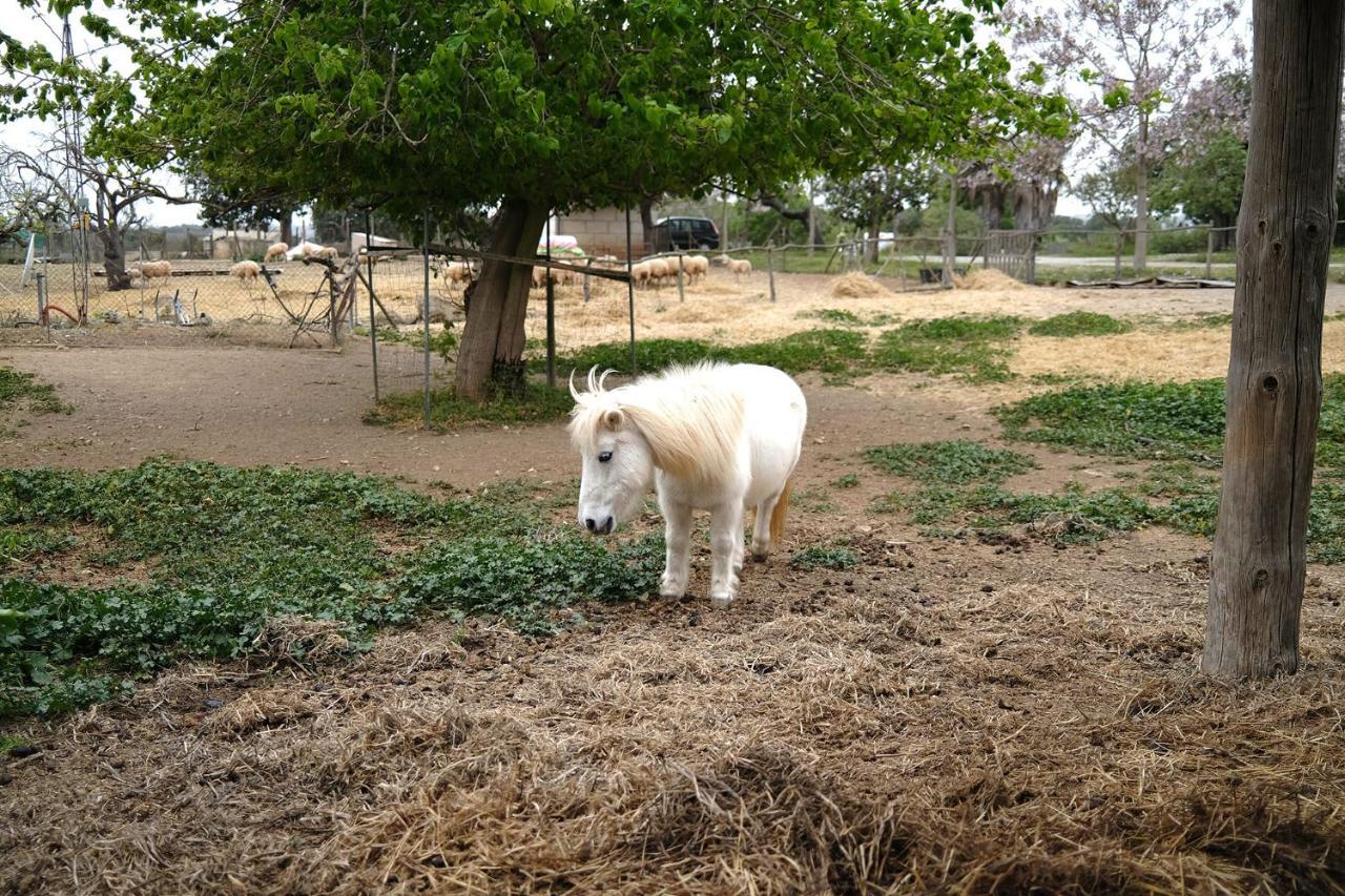 Finca Ses Cases Noves Sant Llorenc Des Cardassar Exterior foto