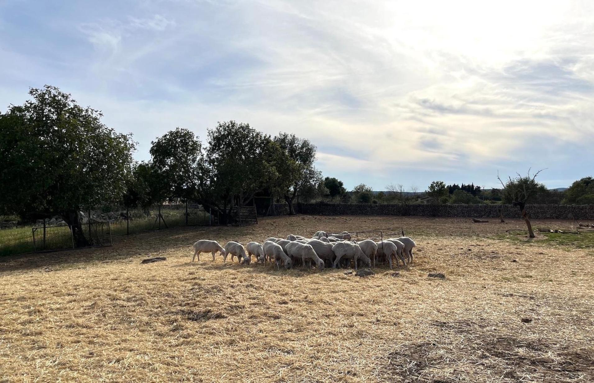 Finca Ses Cases Noves Sant Llorenc Des Cardassar Exterior foto