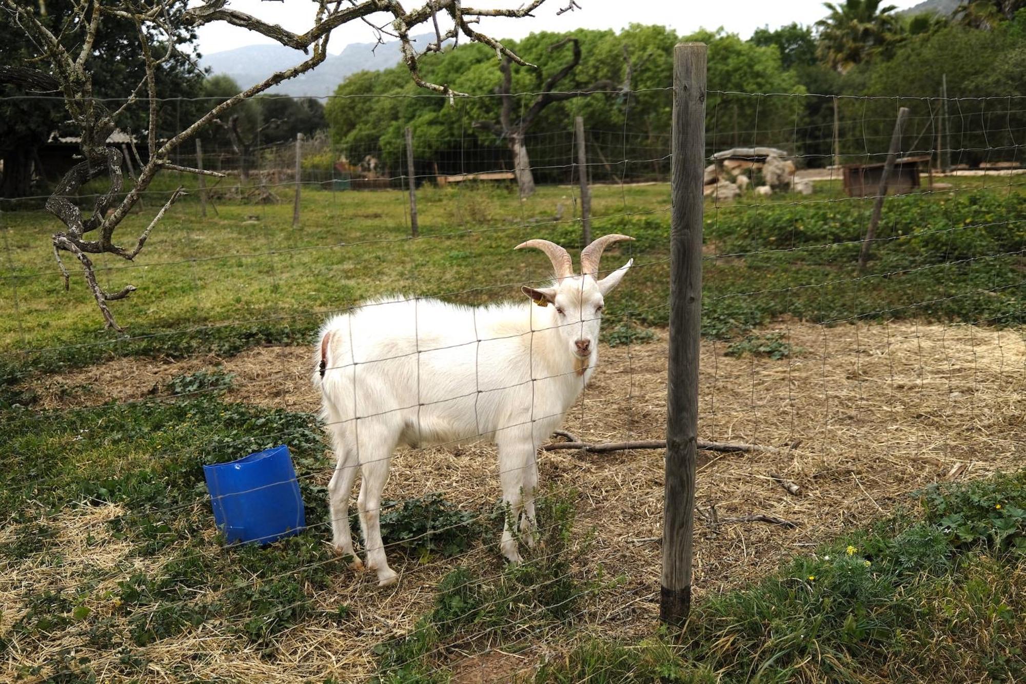 Finca Ses Cases Noves Sant Llorenc Des Cardassar Exterior foto
